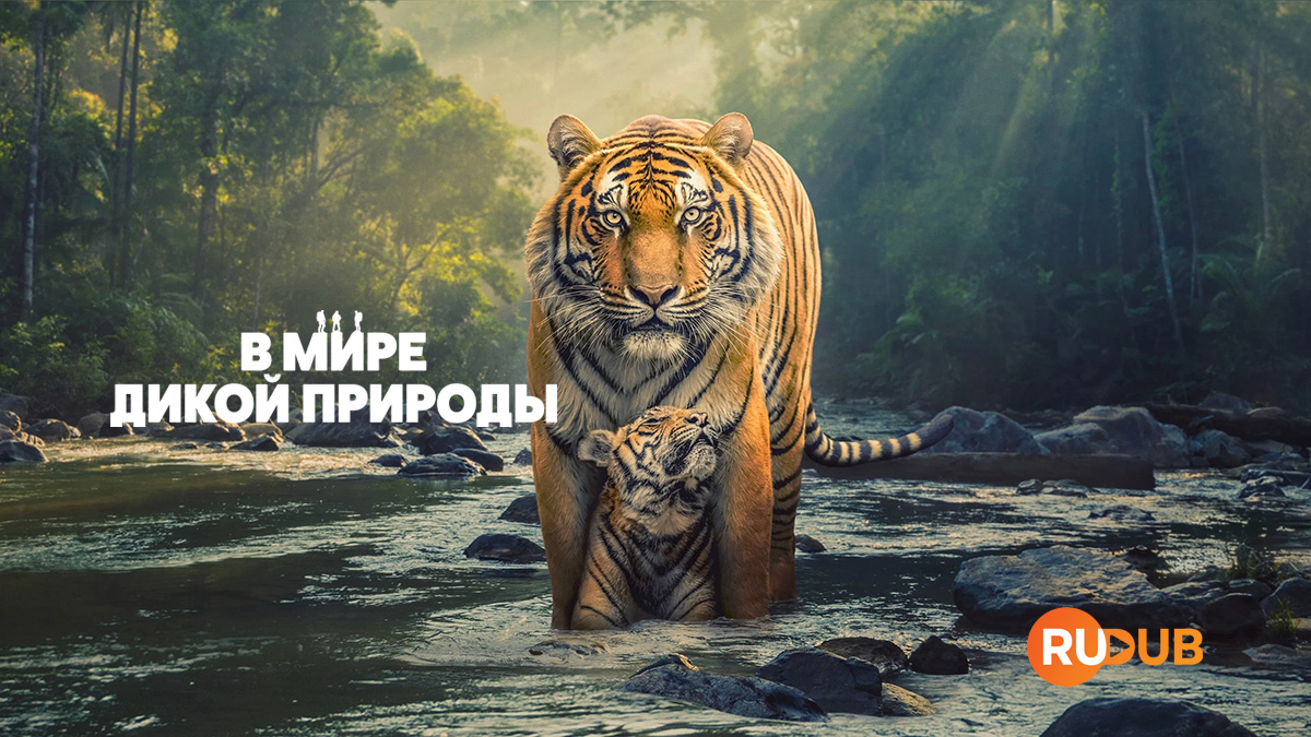 В мире дикой природы